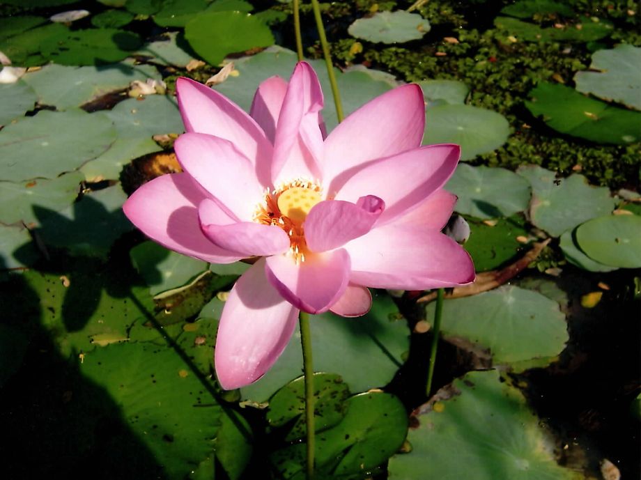 Von der Erkenntnis des Selbst